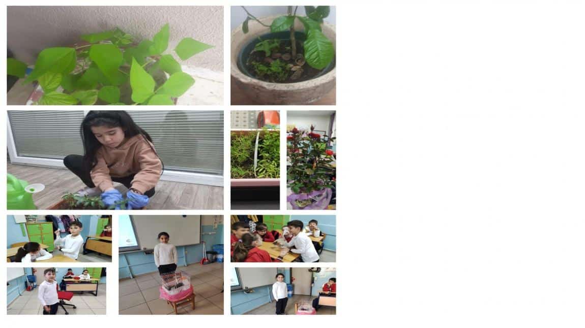 2.sınıf öğrencilerimiz bitki ve evcil hayvanların bakımını anlatıyor.